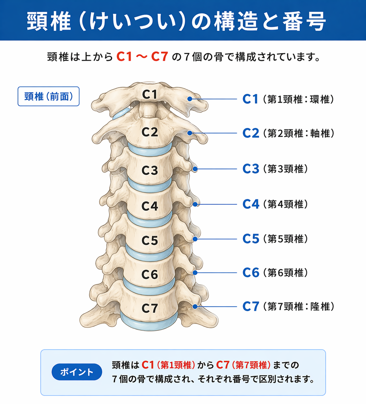 頸椎の神経根圧迫で症状が出る主な部位の図